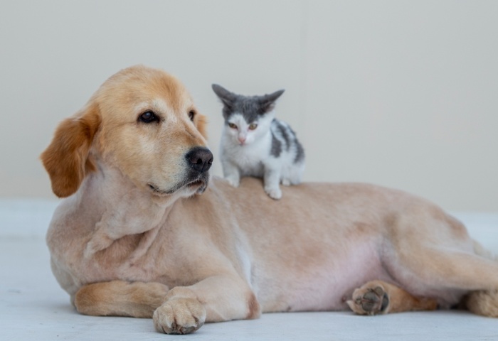 養(yǎng)寵物家庭如何保障室內(nèi)清潔？